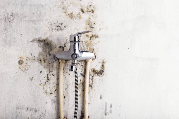 Best Professional Mold Removal  in St Stephen, SC