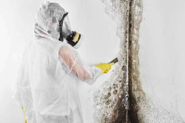 Best Office Mold Removal Services  in St Stephen, SC