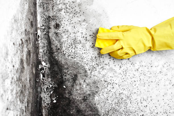 Best Crawl Space Mold Removal  in St Stephen, SC