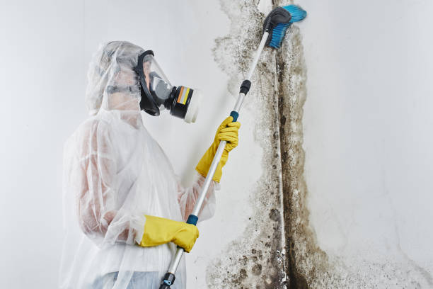 Best Toxic Mold Removal  in St Stephen, SC
