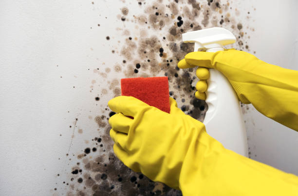 Best Affordable Mold Removal  in St Stephen, SC