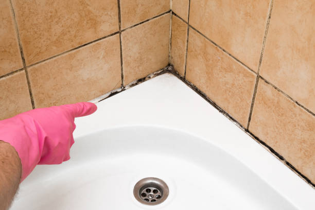 Best Emergency Mold Removal  in St Stephen, SC